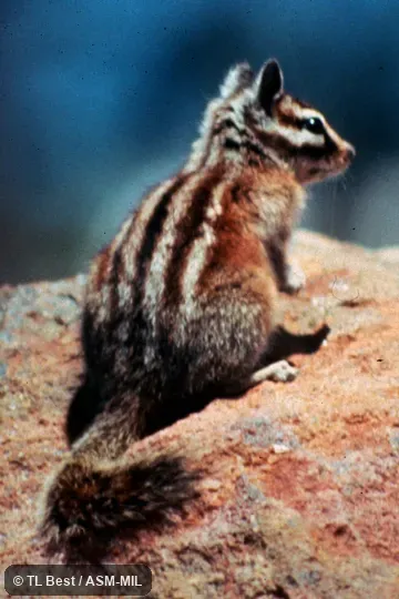 Rear and side view.  Formerly Tamias speciosus.