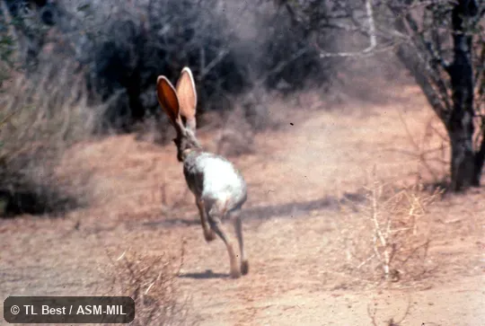 Individual running away from observer; ears, limbs, tail visible. Lepus alleni alleni. Also as Allen's Hare|Allen's Jackrabbit|Blanket Jak|Burro Jack|Jackass Rabbit|Mexican Jackrabbit|Saddle Jack|Wandering Jackrabbit. Individual running away from observer; ears, limbs, tail visible. Lepus alleni alleni. Also as Allen's Hare|Allen's Jackrabbit|Blanket Jak|Burro Jack|Jackass Rabbit|Mexican Jackrabbit|Saddle Jack|Wandering Jackrabbit.