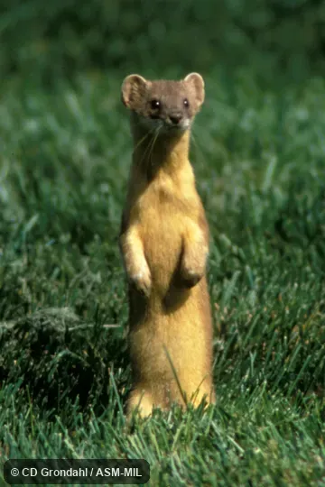 Front view, standing on hind legs, facing camera.  Formerly Mustela frenata.