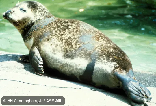 Side view.  Also as Common Seal|Harbour Seal.
