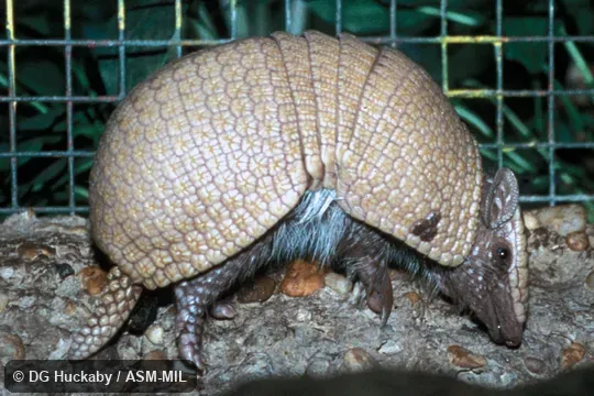 Side view, feet and tail visible.  Also as Azara's Domed Armadillo|La Plata Three-banded Armadillo.