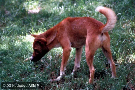 Side view of New Guinea Singing Dog, Canis familiaris dingo.  Formerly Canis lupus dingo, Wolf.