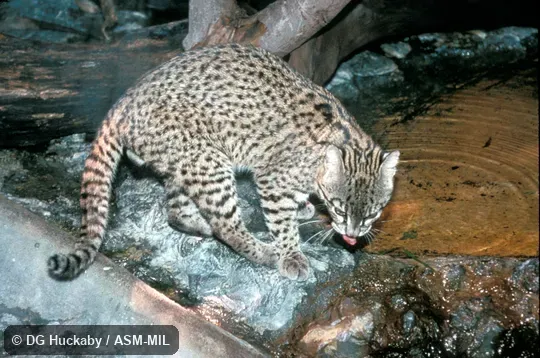 Side view, feet and tail visible