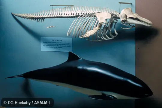 Side views of sculpture and of full skeleton.  Formerly in order Cetacea.  Also as Common Porpoise, Sea-hog, Sea-pig.
