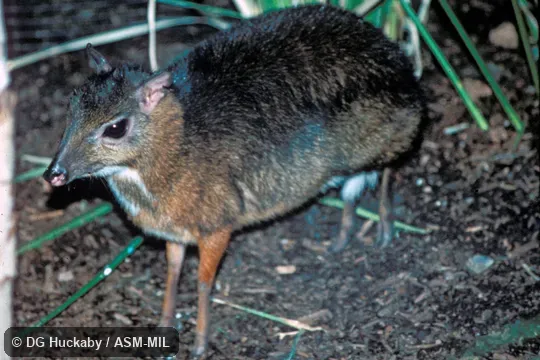 Side view, limbs and feet visible, female. Also as Lesser Mouse-deer|Kancil. Side view, limbs and feet visible, female. Also as Lesser Mouse-deer|Kancil.