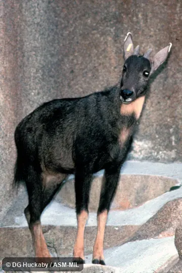 View from front, feet visible. Formerly part of Nemorhaedus goral, Brown Goral. Also as Eastern Gray Goral. View from front, feet visible. Formerly part of Nemorhaedus goral, Brown Goral. Also as Eastern Gray Goral.
