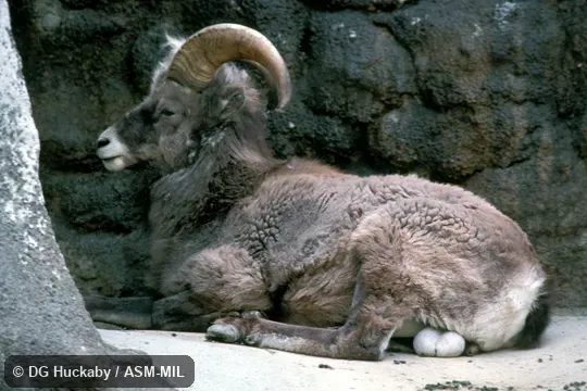 Side view, male, resting on ground