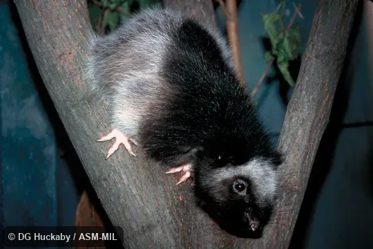 Side view, front feet visible [hind feet and tail not visible].  Also as Northern Luzon Phloeomys.