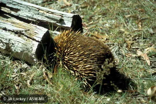 Individual in defensive posture, with head pushed under log.  Also as Australian Echidna, Short-nosed Echidna, Spiny Anteater, Bristly Echidna.