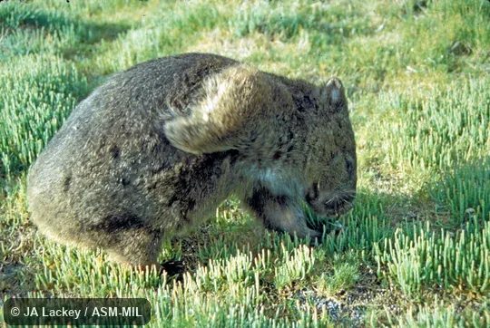 Lateral view; scratching with forelimb. Also as Bare-nosed Wombat|Coarse-haired Wombat|Forest Wombat|Bass Strait Wombat|Flinders Island Wombat|Tasmanian Wombat. Lateral view; scratching with forelimb. Also as Bare-nosed Wombat|Coarse-haired Wombat|Forest Wombat|Bass Strait Wombat|Flinders Island Wombat|Tasmanian Wombat.