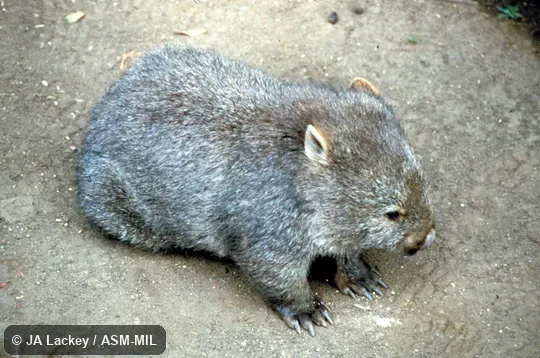 Lateral view of standing animal.  Also as Bare-nosed Wombat, Coarse-haired Wombat, Forest Wombat, Bass Strait Wombat, Flinders Island Wombat, Tasmanian Wombat.