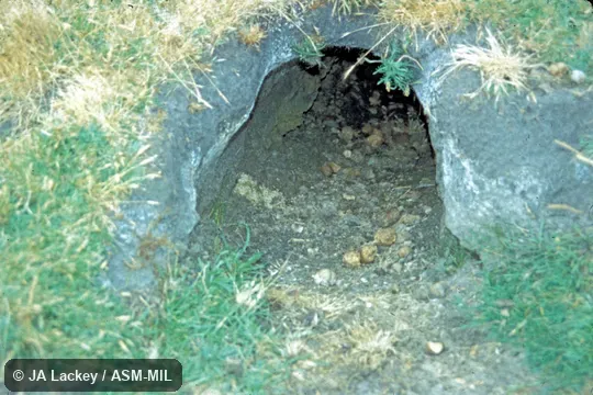 Burrow entrance with fecal pellets, which are roughly cubical.  Also as Bare-nosed Wombat, Coarse-haired Wombat, Forest Wombat, Bass Strait Wombat, Flinders Island Wombat, Tasmanian Wombat.