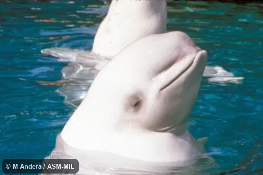 Two adults, heads out of water.  Formerly in order Cetacea.  Also as Sea Canary, White Whale.