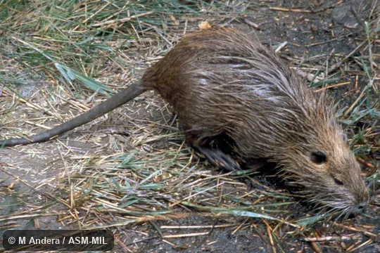 Lateral view, walking.  Also as Nutria.  Formerly in Myocastoridae.