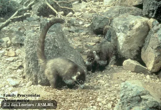 Side view. Also as Coatimundi. Side view. Also as Coatimundi.