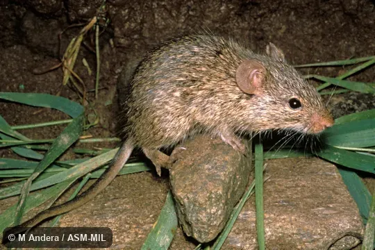 Standing on rock, side view.  Also as African Arvicanthis, Nile Grass Rat, Unstriped Grass Rat.