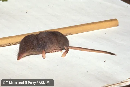 Side view of dead specimen on paper.  Formerly Soricomorpha.  Also as Cinereus Shrew.