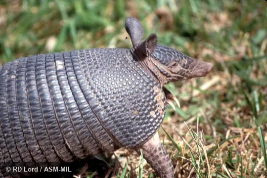 Two-thirds side view.  Also as Northern Long-nosed Armadillo.