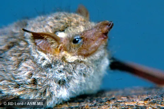 Male, lateral view of head showing ear and nose.  Also as Brazilian Long-nosed Bat|Long-nosed Proboscis Bat|River Bat|Sharp-nosed Bat.