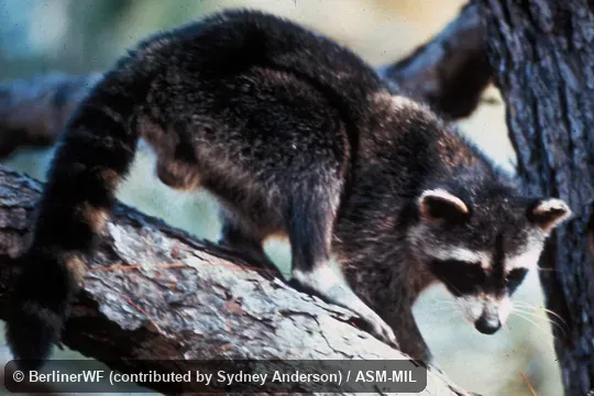 Side view of male. Also as Common Raccoon. Side view of male. Also as Common Raccoon.