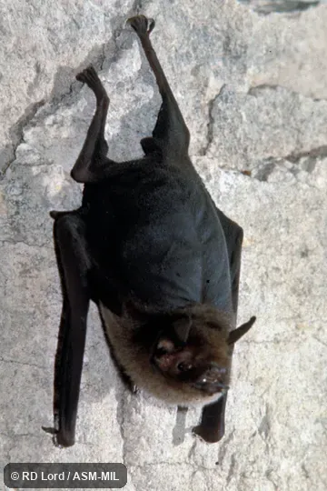 Hanging on rock wall.  Also as Lesser Naked-backed Bat.