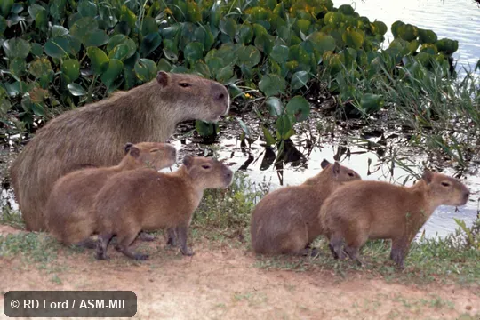 Female with litter.  Also as Capybara|Carpincho.