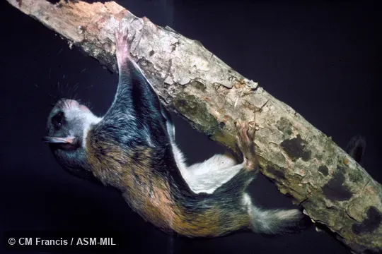 Side view, Field Cat. No. 920902.2