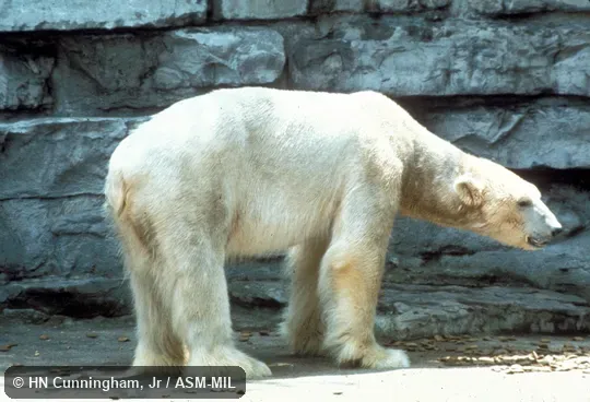 Side view. Also as White Bear|Nanook. Side view. Also as White Bear|Nanook.