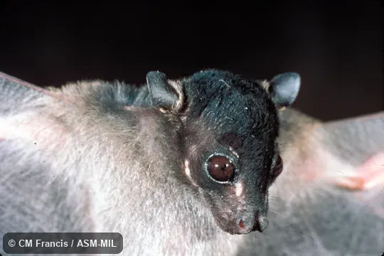 Close-up.  Also as Spotted-winged Fruit Bat.