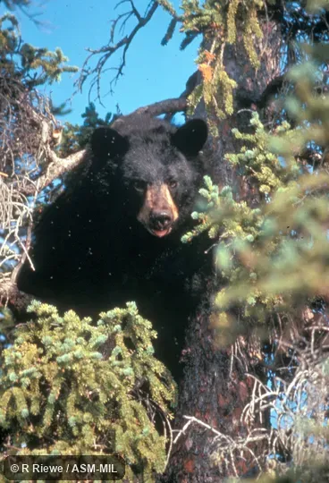 Partial front view of female in tree