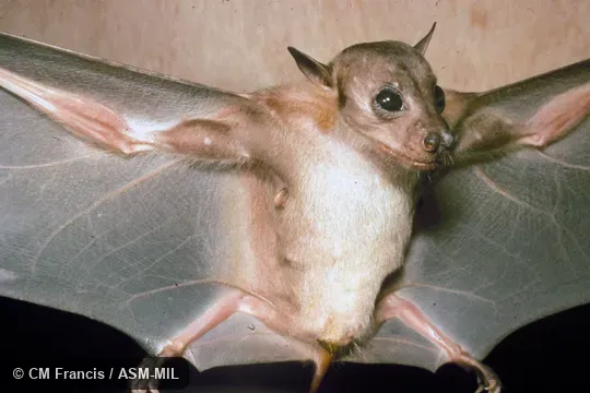 Female, Field Cat. No. 920825.5.  Also as Dayak Fruit Bat.