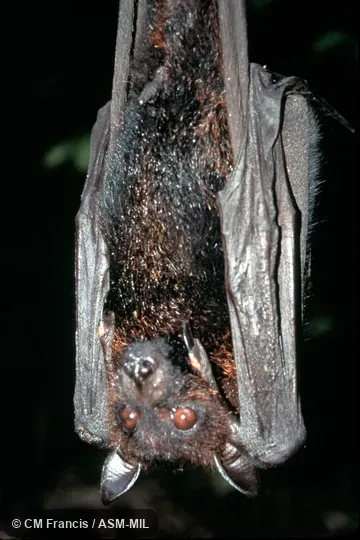 Hanging front view. Also as Andersen's Flying Fox. Hanging front view. Also as Andersen's Flying Fox.