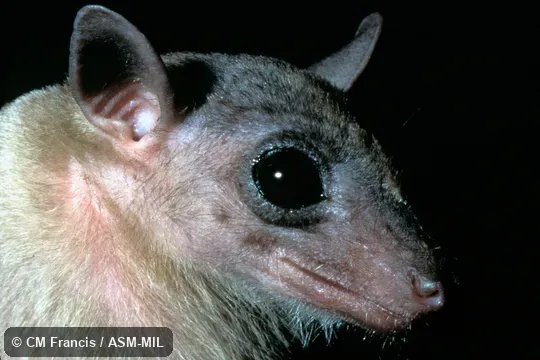 Close-up of head, Field Cat No. 970501.29.  Also as Common Rousette.