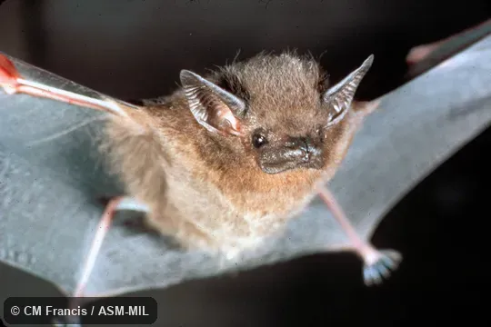 Emballonura alecto rivalis.  Front view with wings open