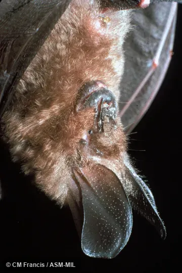 Close-up view of head. Also as Malayan Hollow-faced Bat. Close-up view of head. Also as Malayan Hollow-faced Bat.