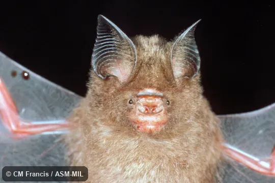 Close-up ventral view, wings extended.  Also as Dayak Leaf-nosed Bat.