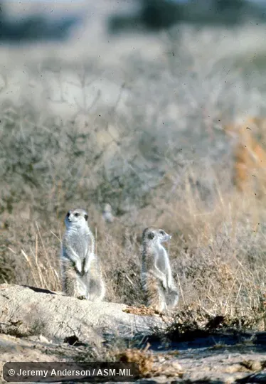 Side and front views (two animals).  Also as Suricate|Slender-tailed Meerkat|Gray Meerkat.