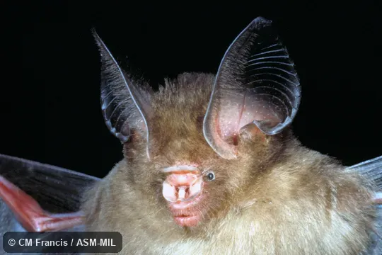 Close-up of face.  Formerly Hipposideros pomona gentilis, Pomona Leaf-nosed Bat.  Also as Andersen's Leaf-nosed Bat|Exotic Leaf-nosed Bat.