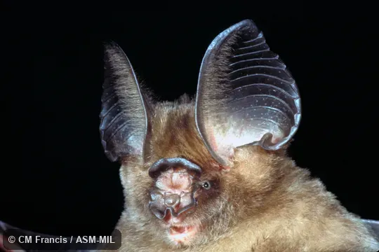 Close-up of face, Field Cat. No. 980203.35.  Also as Laotian Leaf-nosed Bat.