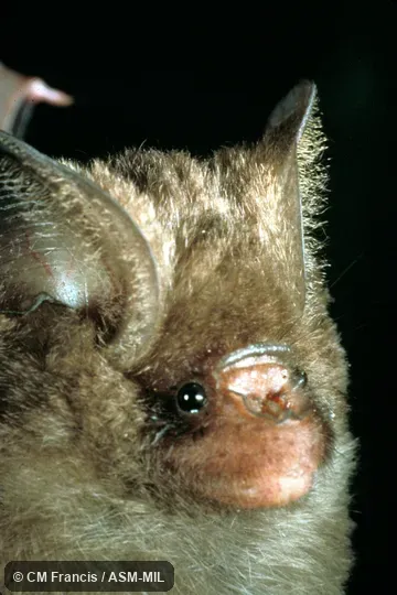 Close-up of face, Field Cat. No. 870811.1. Also as Bornean Leaf-nosed Bat. Close-up of face, Field Cat. No. 870811.1. Also as Bornean Leaf-nosed Bat.