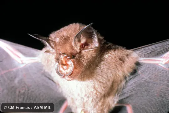 Ventral view, wings extended.  Rhinolophus affinis affinis.