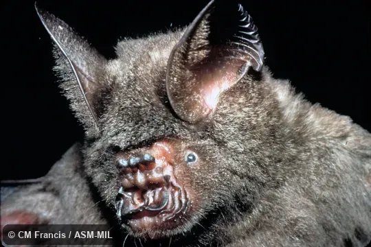 Hipposideros armiger armiger.  Close-up of face.  Also as Great Leaf-nosed Bat · Great Roundleaf Bat · Great Himalayan Leaf-nosed Bat.