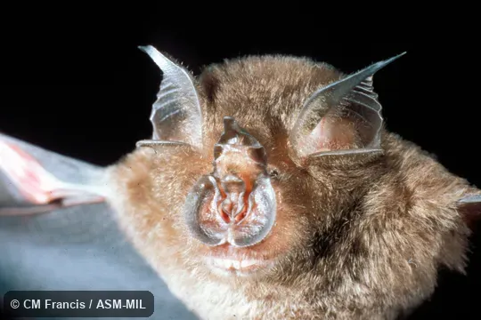 Close-up, wings extended.  Rhinolophus creaghi creaghi.