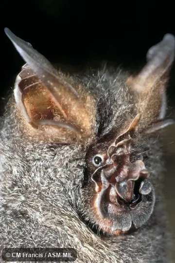 Rhinolophus perniger perniger. Formerly Rhinolophus luctus perniger. Close-up of head, Field Cat. No. 960409.15. Also as Chinese Woolly Horseshoe Bat. Rhinolophus perniger perniger. Formerly Rhinolophus luctus perniger. Close-up of head, Field Cat. No. 960409.15. Also as Chinese Woolly Horseshoe Bat.
