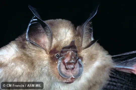 Close-up, Field Cat. No. 980119.4