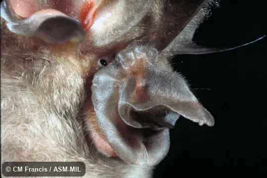 Nose close-up, Field Cat. No. 980119.2.  Formerly Rhinolophus paradoxolophus, Bourret's Horseshoe Bat.