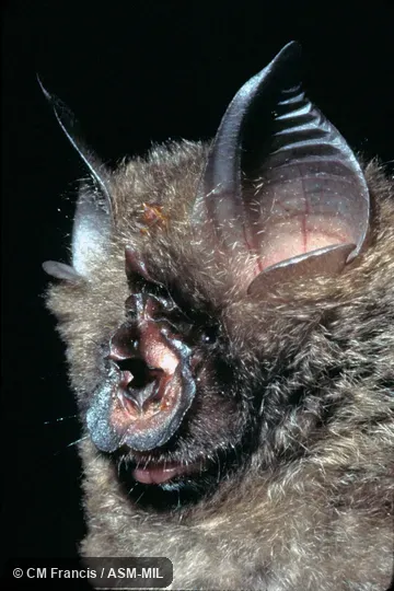 Close-up of face, Field Cat. No. 970524.41