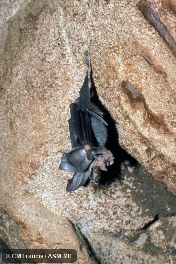 Wild; juvenile. Also as Enormous-eared Horseshoe Bat. Wild; juvenile. Also as Enormous-eared Horseshoe Bat.
