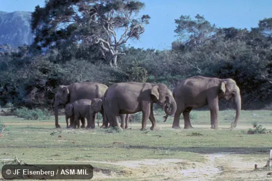 Elephas maximus maximus. View of group, including young. Elephas maximus maximus. View of group, including young.