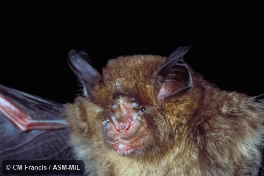 Close-up of head, wings extended, Field Cat. No. 980221.21. Rhinolophus pusillus lakkhanae. Close-up of head, wings extended, Field Cat. No. 980221.21. Rhinolophus pusillus lakkhanae.